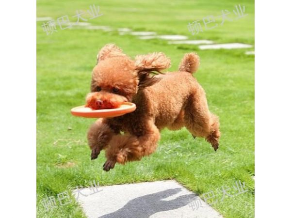 昆明周边***训犬方法,训犬
