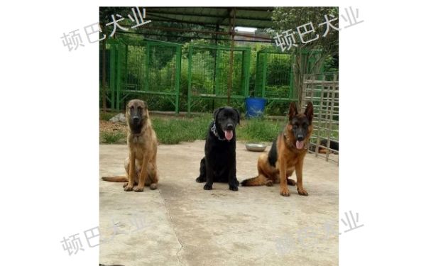 昆明周边***训犬方法,训犬