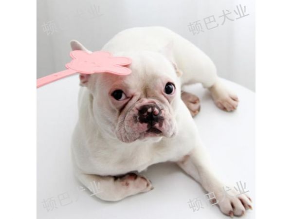 昆明周边***训犬方法,训犬