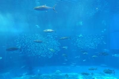 水族馆摆设(水族馆主题展览策划) 水族馆百科(水族馆加盟) 第3张