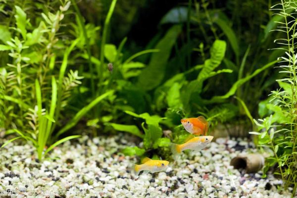 水族馆摆设(水族馆主题展览策划) 水族馆百科(水族馆加盟) 第4张