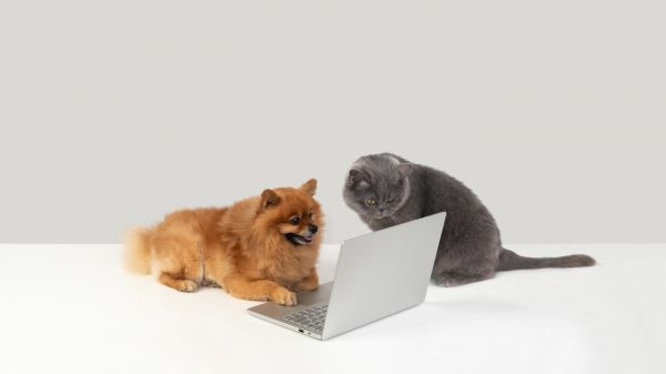 玩电脑的宠物狗与猫图片