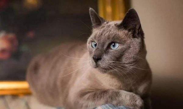 猫要养成胖胖的才可爱？你可能在害它！