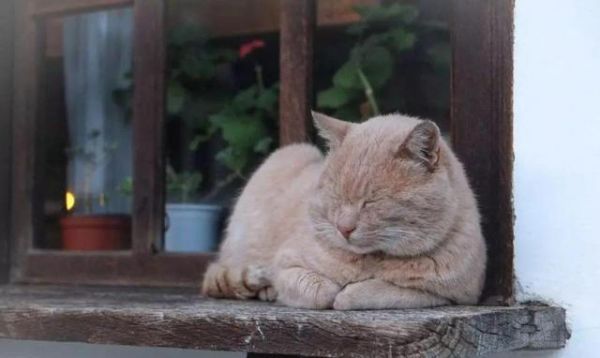 猫要养成胖胖的才可爱？你可能在害它！