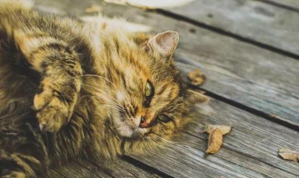 猫要养成胖胖的才可爱？你可能在害它！
