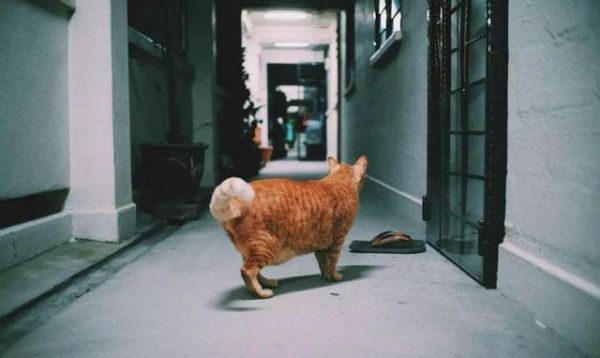 猫要养成胖胖的才可爱？你可能在害它！