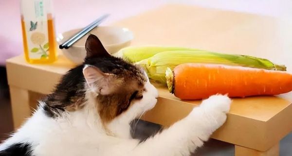 小猫的营养需求——水煮蛋（以宠物为主）