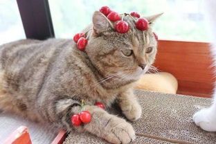 猫咪为何不吃水果？揭秘宠物饮食之谜