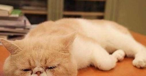 宠物猫感冒不能吃什么（照顾猫咪的注意事项及食谱推荐）