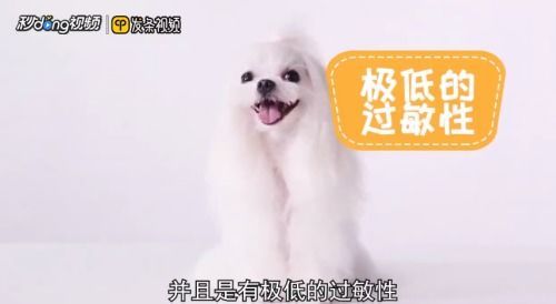 自制狗粮,轻松养宠秘籍