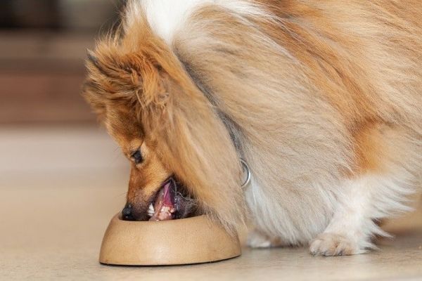 设得兰群岛牧羊犬吃食物碗里的食物_filmbildfabrik_shutterstock