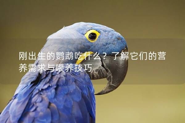 刚出生的鹦鹉吃什么？了解它们的营养需求与喂养技巧