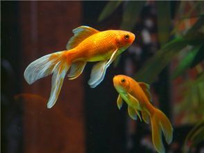 金鱼养殖秘籍:如何打造你的珍珠级宠物?