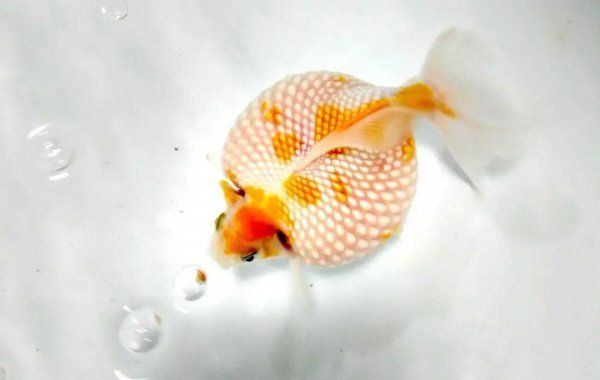 怎样养好金鱼