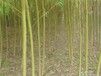 河北嫁接金丝柳河北嫁接金丝柳批发嫁接金丝柳基地