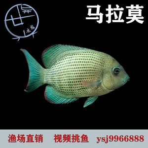 马拉莫宝石鱼的疾病预防（马拉莫宝石鱼白点病的防治方法）