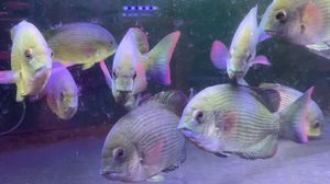 马拉莫宝石鱼的疾病预防（马拉莫宝石鱼白点病的防治方法）
