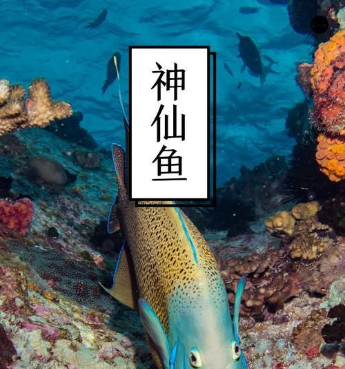观赏鱼鳍发黑如何治疗？推荐使用哪些药物？