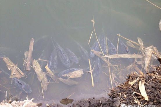 海象鱼水霉病的早期症状：海象鱼水霉病的早期症状表现为鳍、尾巴或身体出现白色斑点 其他宠物 第1张