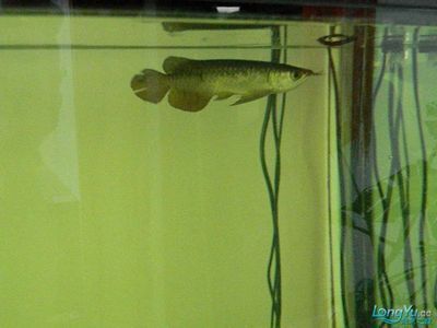 海象鱼水霉病的早期症状：海象鱼水霉病的早期症状表现为鳍、尾巴或身体出现白色斑点 其他宠物 第5张