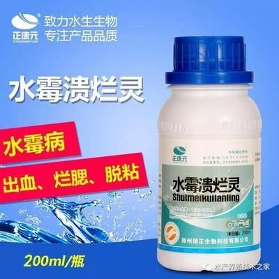海象鱼水霉病的早期症状：海象鱼水霉病的早期症状表现为鳍、尾巴或身体出现白色斑点 其他宠物 第3张