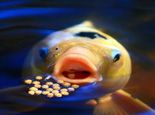 锦鲤疾病综合防治技术