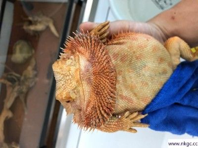 鬃狮蜥新手入门饲养指南