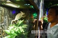 揭秘：为何有人选择在家中饲养400只宠物蜥蜴？