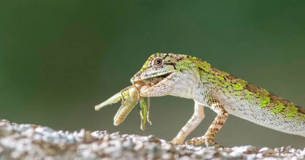 Lizard-Eating (1).jpg
