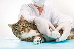 猫咪受伤急救指南，宠物主人必看！