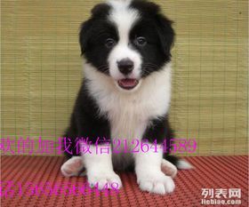 边牧VS史宾格：哪种宠物狗更适合你？