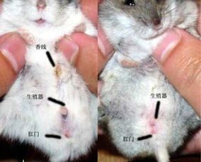 仓鼠繁殖季在春末夏初，观察腹部变化可判断怀孕。