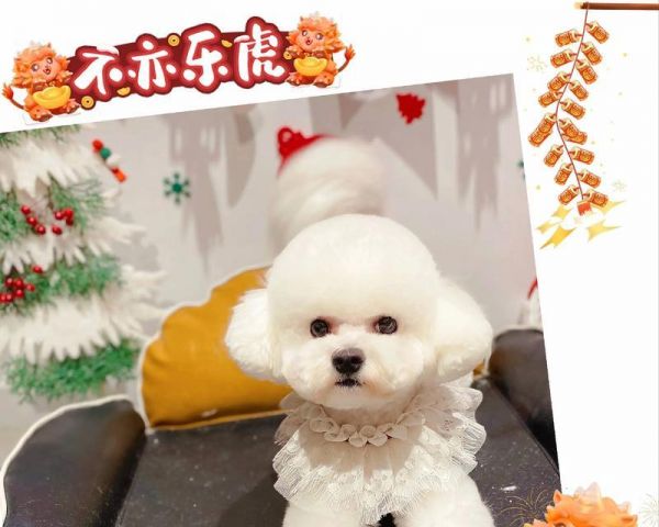 小比熊犬食用鹌鹑是否安全？
