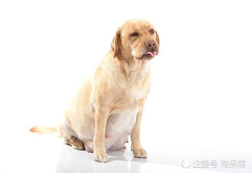 宠物狗怀孕至哺乳期护理指南