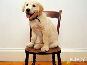 训练金毛犬远离家具,变乖巧宠物