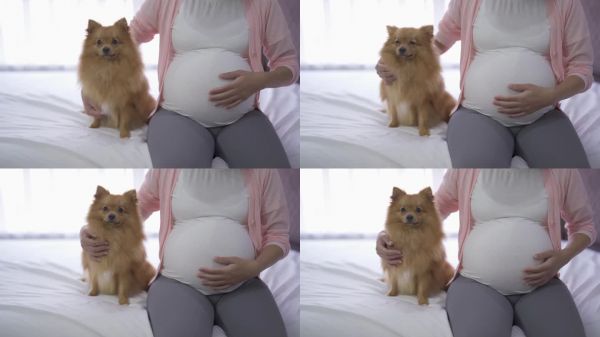 一幅幸福的亚洲孕妇与家养宠物狗在家里卧室的肖像。生孩子了。家庭人的生活方式。妈妈的爱。