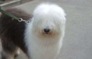 古牧犬怎么看纯不纯