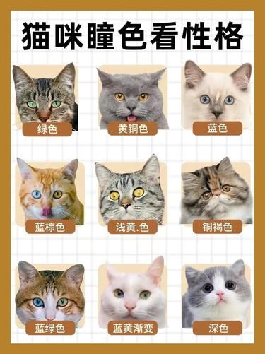 猫咪瞳色竟然能看出性格？快来瞧！