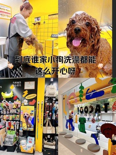 到底谁家小狗洗澡都这么开心呢？