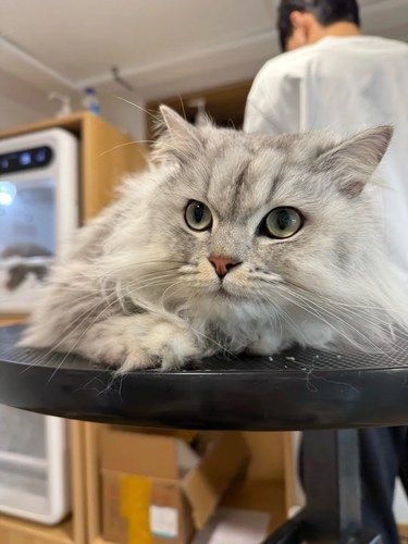 以旧换新小猫啦