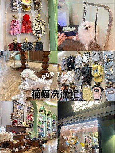宠物也要美美哒