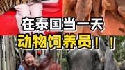 挑战在泰国当一天动物饲养员