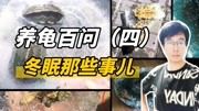 养龟百问（四）冬眠篇!乌龟应该怎么冬眠?