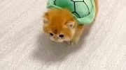 萌宠日常掌握小奶猫饲养技巧