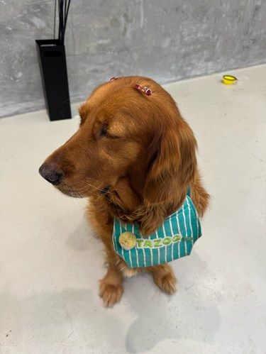狗狗店长超级萌呜嗷(o^^o)