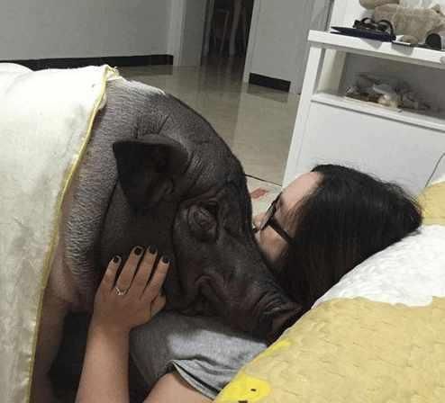 美女与猪同床睡觉4年, 同吃同睡还接吻, 真正的白菜被猪拱了