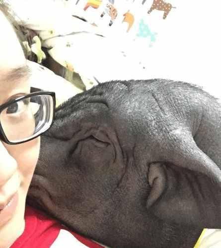 美女与猪同床睡觉4年, 同吃同睡还接吻, 真正的白菜被猪拱了