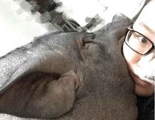 美女与猪同床睡觉4年, 同吃同睡还接吻, 真正的白菜被猪拱了