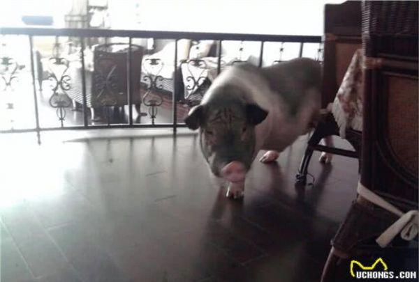 养宠物猪有哪些独特的感受，和养猫狗有什么不同？