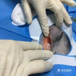 宠物肝腹水成因多，需早诊早治。